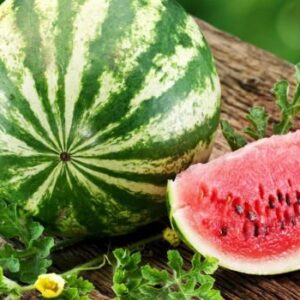 Dinia/Sandia BULGARIA KG
